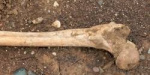 На Луганщине во время проведения земляных работ нашли останки скелета человека