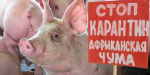 Свинная чума вскоре может добраться до Северодонецка
