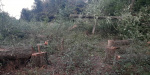 Городской голова Константиновки признался в уничтожении деревьев