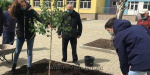 На территории будущей опорной школы в Селидово выпускники посадили  березу