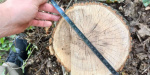 В Константиновке экологическая инспекция подозревает коммунальщиков в незаконной вырубке деревьев