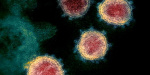 Новый вирус-мутант обнаружен в шести странах на трёх континентах