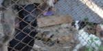 В Славянске создадут Центр обращения с животными