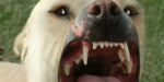 В Бориспольском районе Киевской области собаки загрызли участника АТО