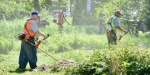 В Славянске на борьбу с сорняками выделили 200 тысяч гривен
